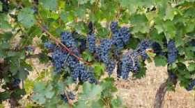 Продава се Парцел в Добрич, Градска болница - 400 кв.м за 87 €/кв.м - Снимка #1