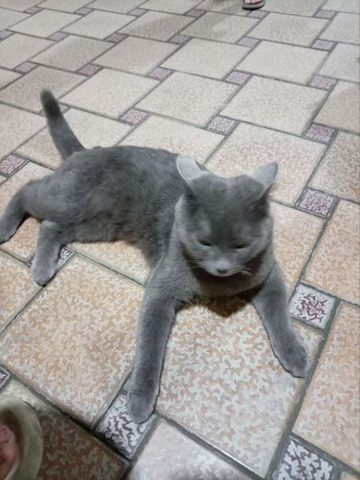 Russian Blue Mushigi