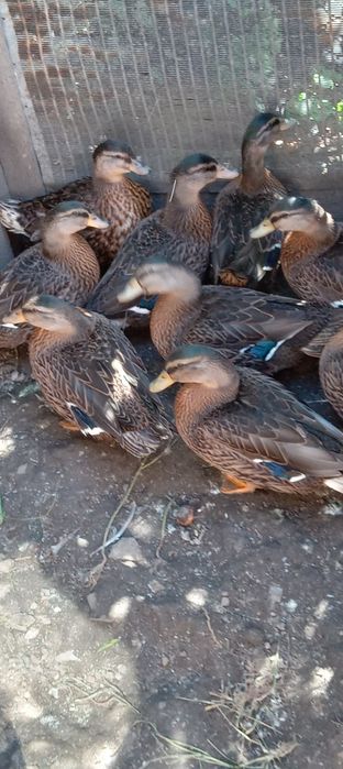 УТКИ кряква для охоты подсадные