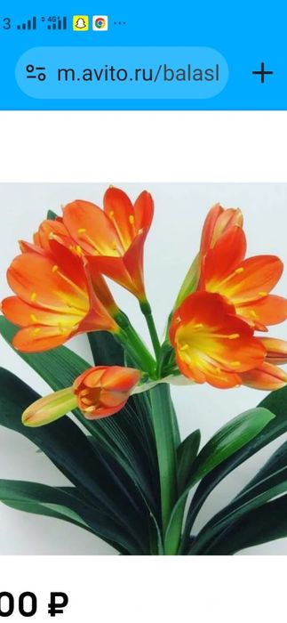 Продам цветок красивый