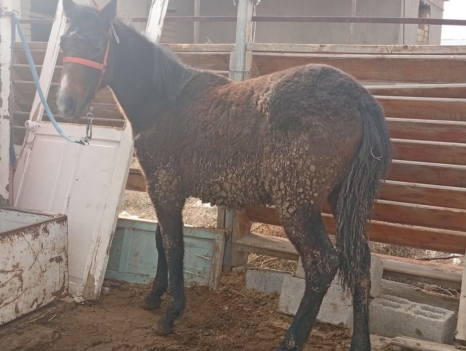 Сатылады семыз тай