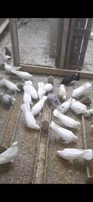 Птица голуби летний