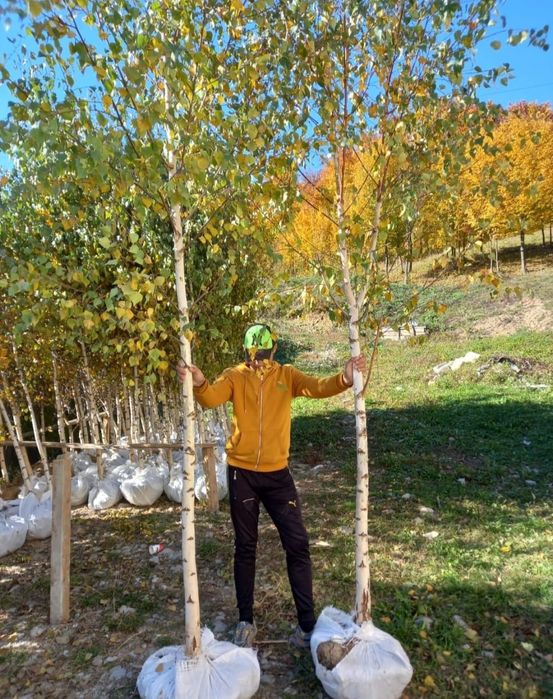 Tuia smaragd, Cireș japonez, brazi argintii, Leylandii gard, Mesteacăn