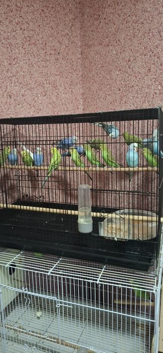 Волнистые попугаи — здоровые, красивые,

домашние