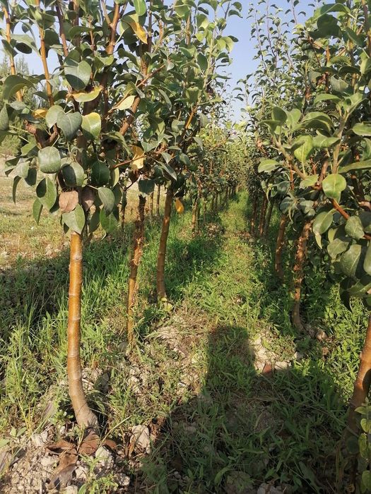 Мевали дарахтлар кучатлари