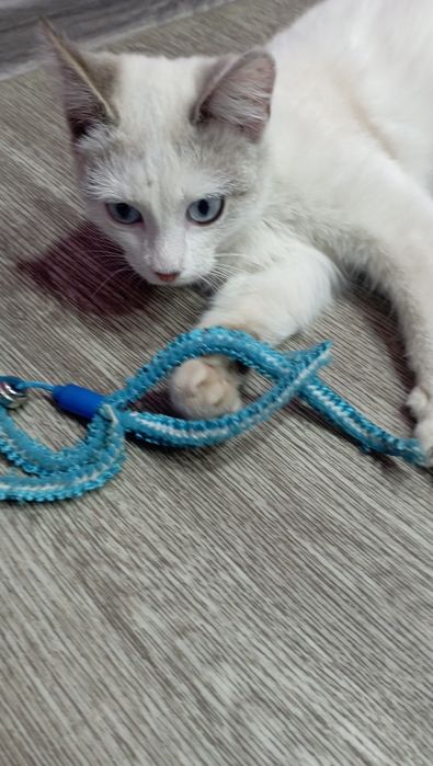 Хозяин, отзовись!