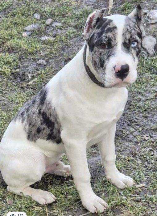 Питбультерьер 5.5 месяцев