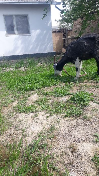 Sotiladi 2ta bolasiyam qiz