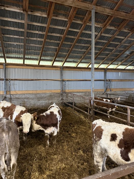 Vând viței 200-320 kg aproximativ