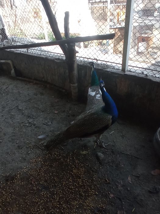 Авлак,,Императорский,, павлины взрослые,1 самец и 4 самки