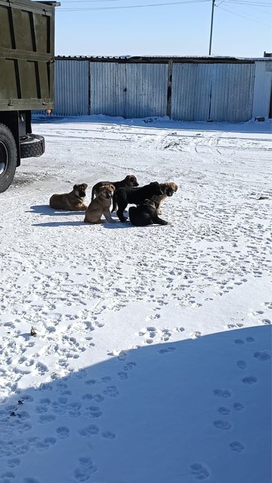 Отдам за хорошие руки шенки бесплотно