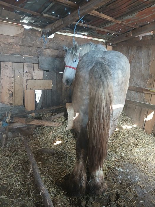 2 armăsari de Polonia