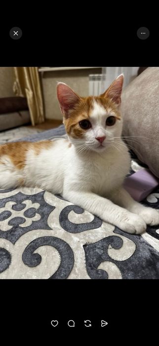 Отдам котенка, 6 месяцев