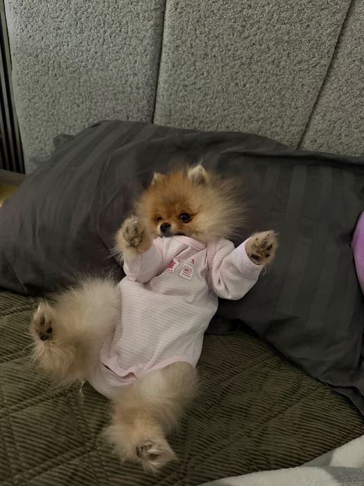 Catelus Pomeranian
