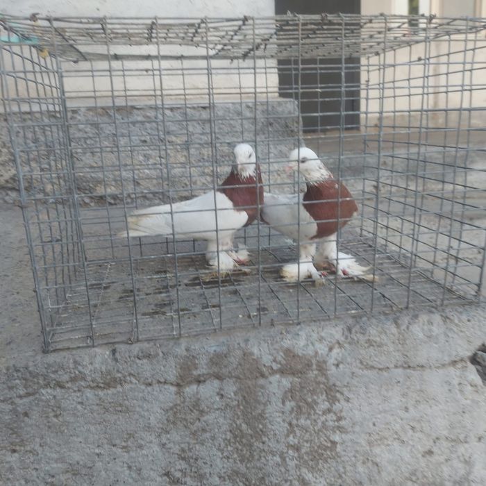 Капкан пара гатовый