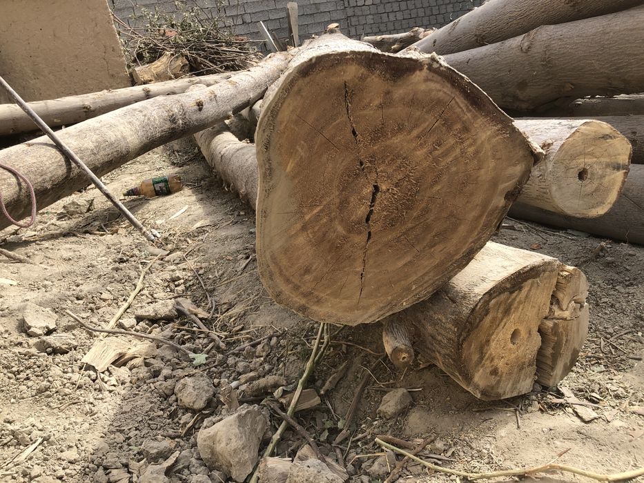 Павловня дарахти