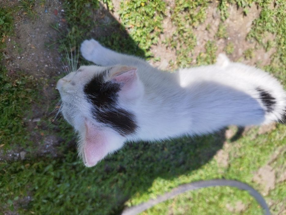 Маленький котенок