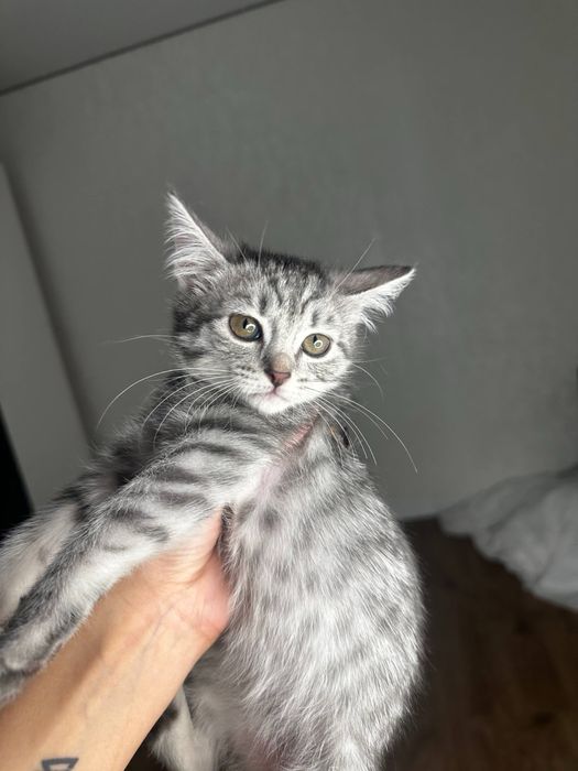 Котенок в добрые руки