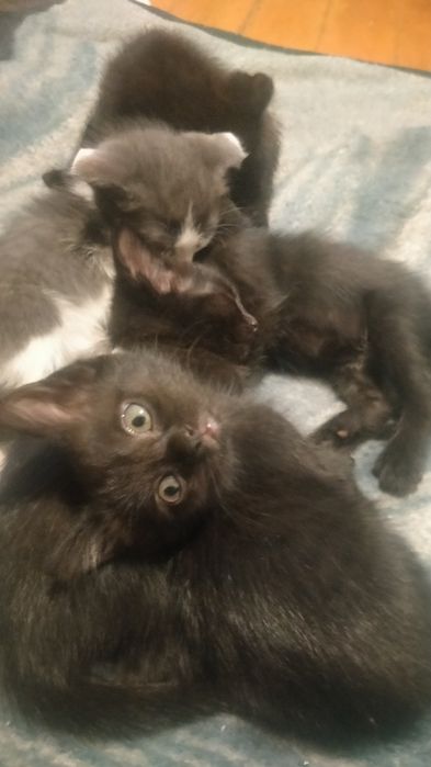 Отдам котят бесплатно