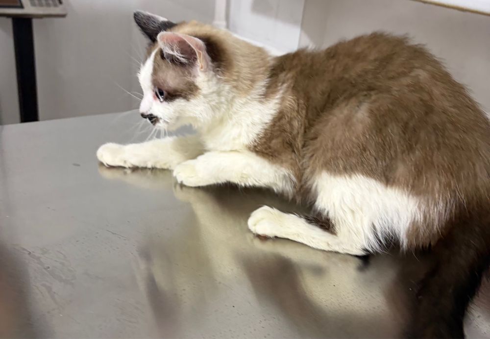 Отдадим кошечку в добрые руки)