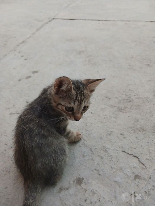 Mehrli qullar uchun mushukcha