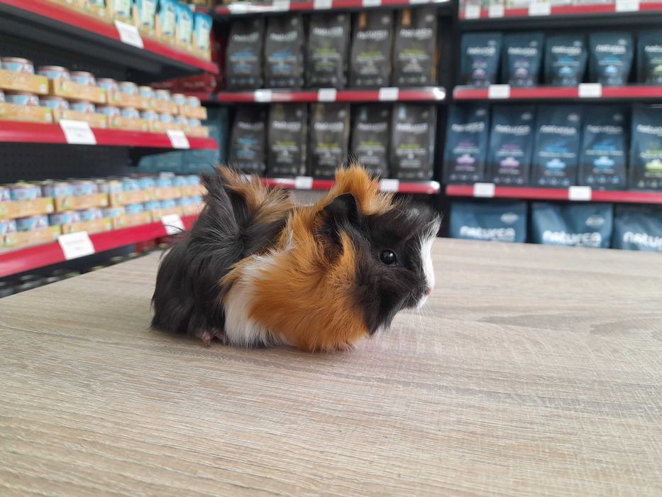 Морско свинче / свинчета късокосмести и дългокосмести на 1 месец