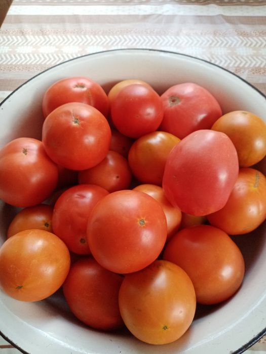 Продам тую, вишню,резанные яблочки,