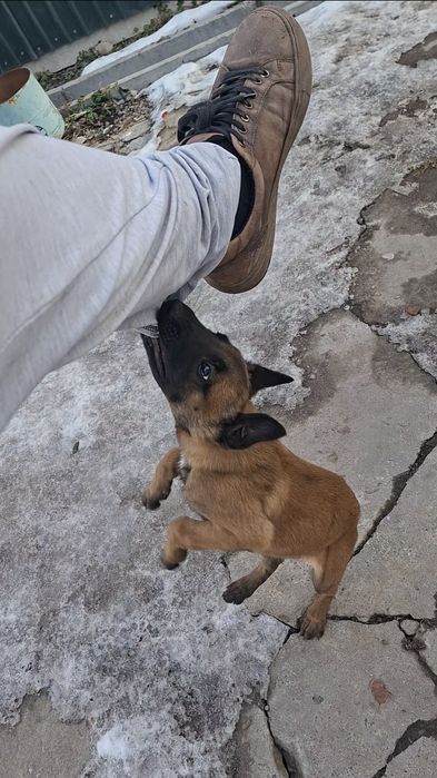 Щенок Малинуа девочка от РР