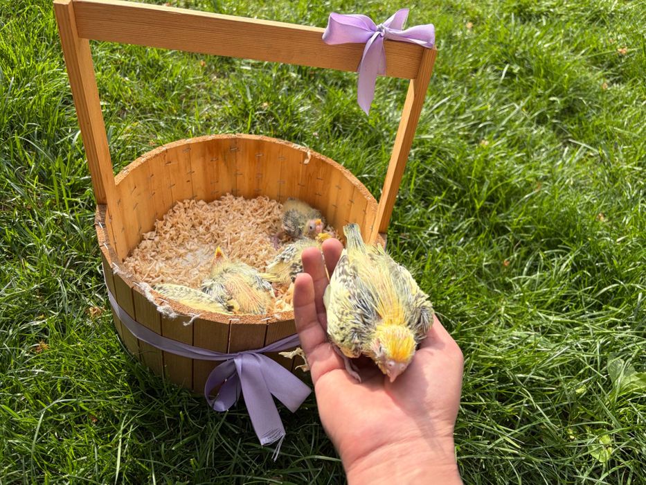 Продаются птенцы Корелла