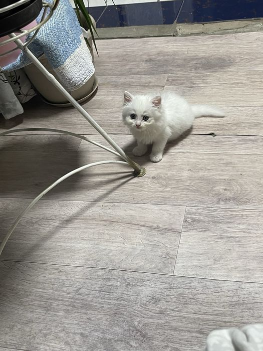 Котенок бесплатно
