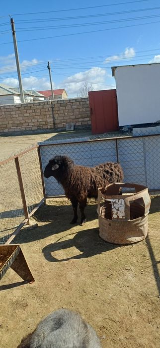 Семіз қой сатылады