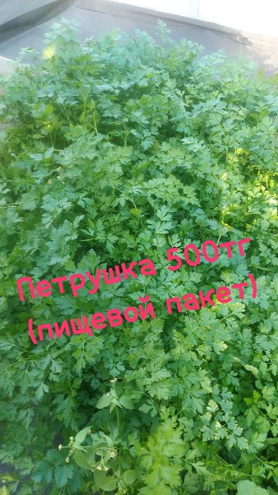 Продам домашнюю зелень