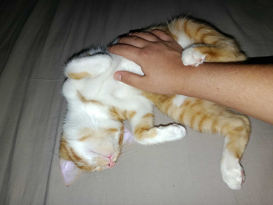 Котёнок по имени Лео