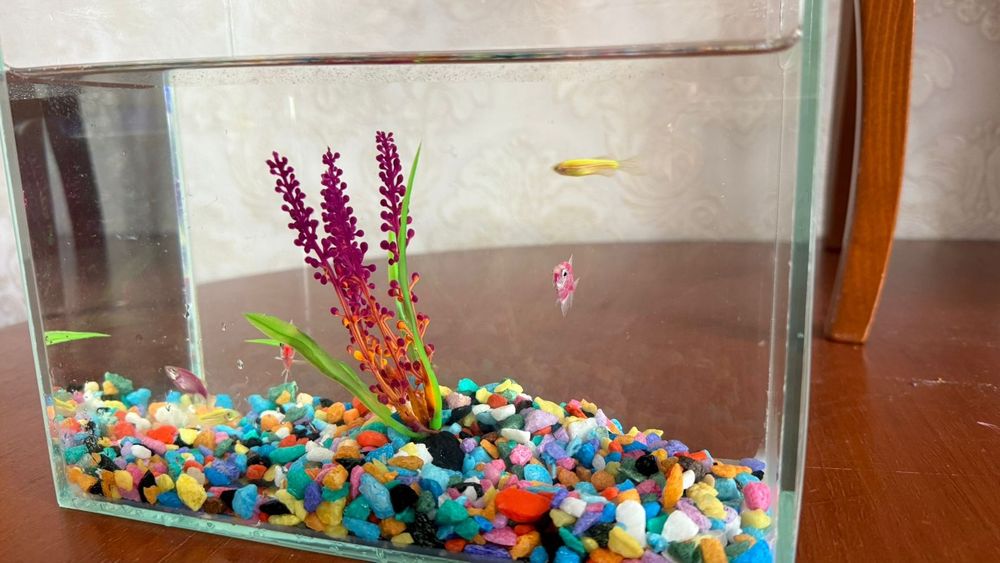 Продам аквариум с рыбками