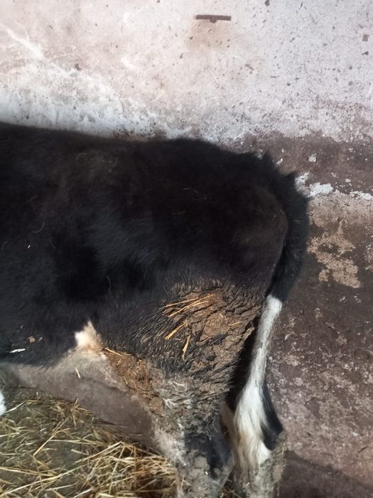 Vand ponei de 4 ani si 2 junici de rasa !