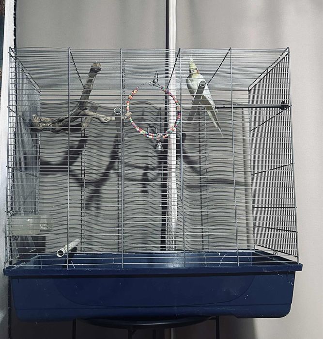 Cusca de papagalii perefra