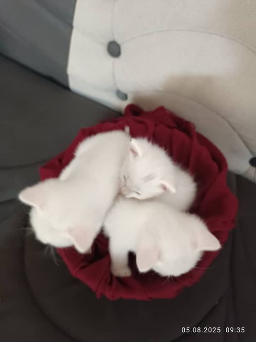 Chiroyli mushukchalar sotiladi! 500 000 sum kami bor