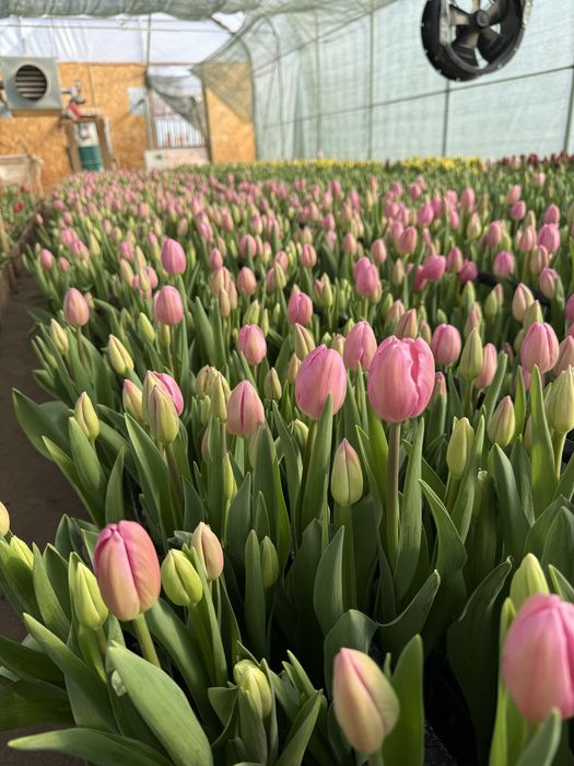 Тюльпаны 50-80см с луковицей/ Алматы