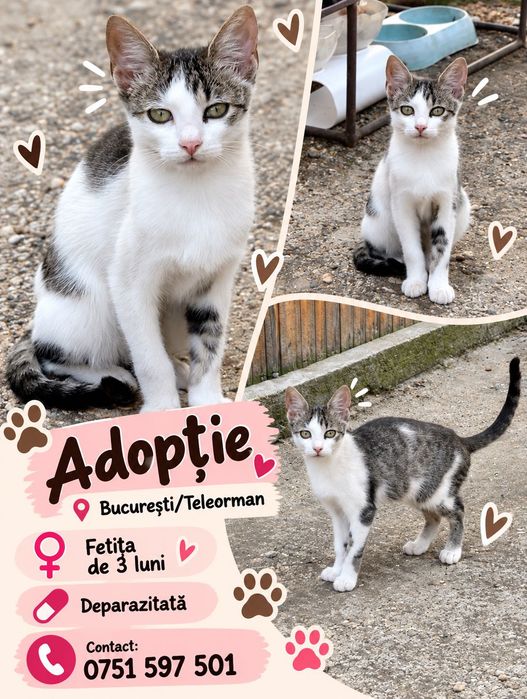 Adopție București/ Teleorman fetițe 5 luni curte sau bloc