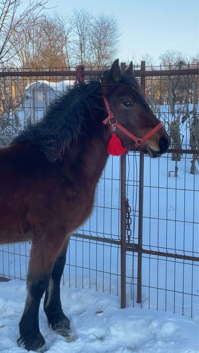 Vand manza de 8 luni