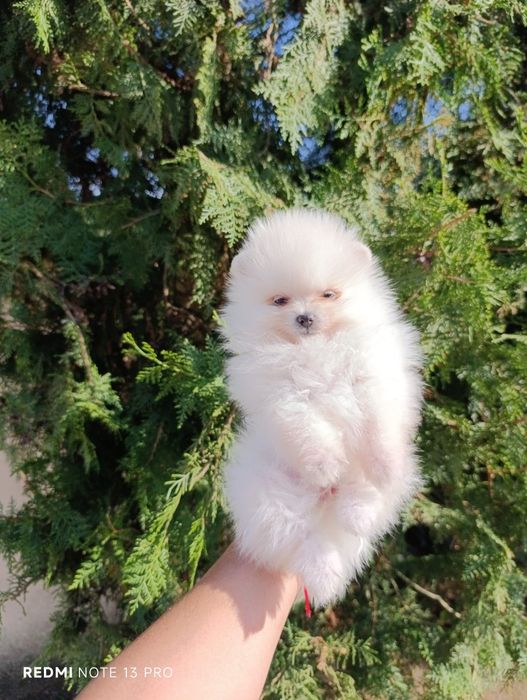 Pomeranian mascul mini toy