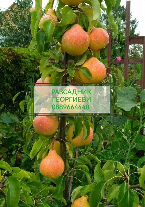 Мини (колонни) овощни дръвчета