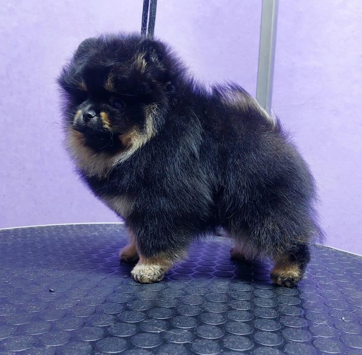 Щенки померанского шпица