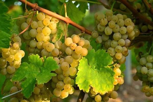 Vand struguri aligote si merlot 3 lei kg Niculitel judetul  tulcea!! 0772217390