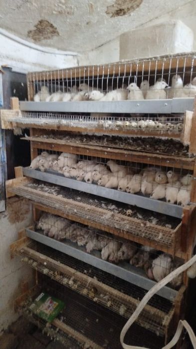 Перепелы с клетками