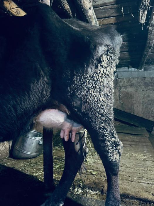 Корова продается Сиыр сатылады