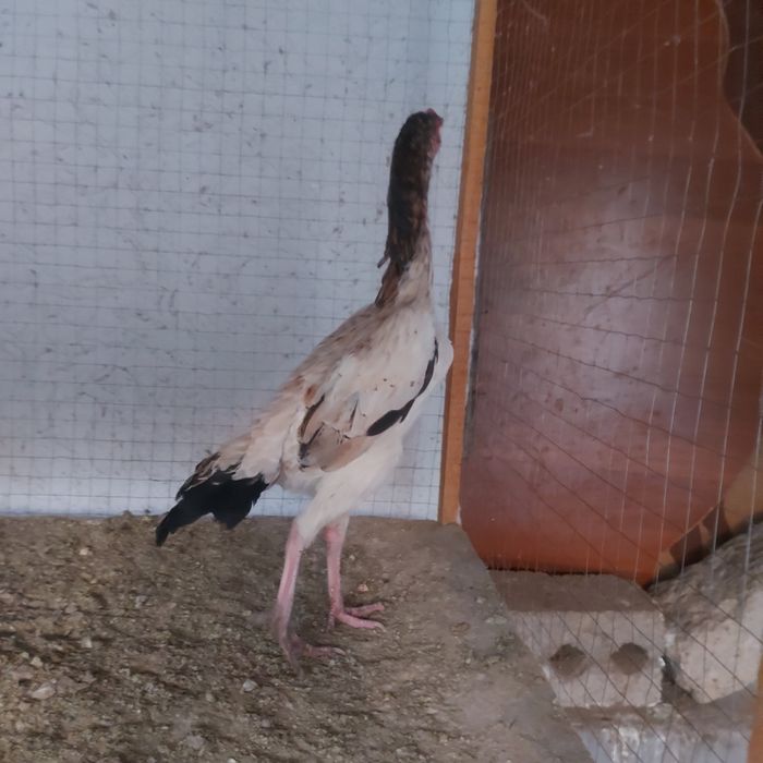 Шамо микс 2год крупный несутся