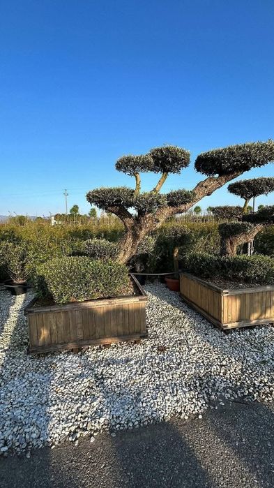 Vând plante ornamentale la preț mic