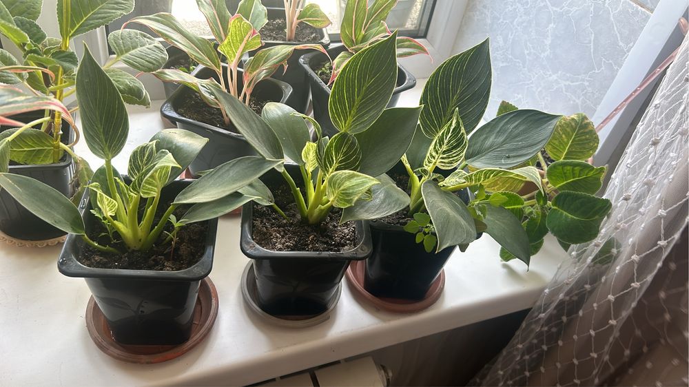 Цветы в ассортименте