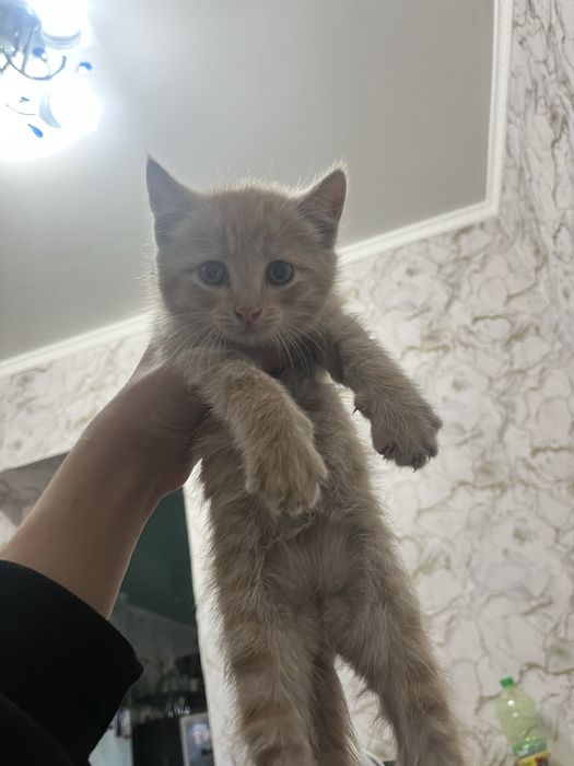 Продам котят британские смесь